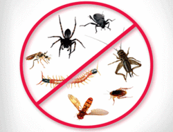PEST CONTROL SERVICES from Etihad General Cleaning L.l.c.  Dubai, 
