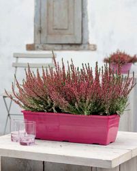 Buy PLANTING TRAY IN UAE from Hamza Maroof Trading Llc in UAE