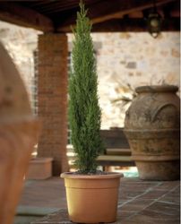 Buy AGRICULTURAL POTS IN SHARJAH from Hamza Maroof Trading Llc in UAE