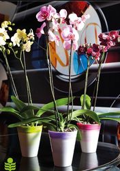 Buy AGRICULTURAL POTS IN OMAN from Hamza Maroof Trading Llc in UAE