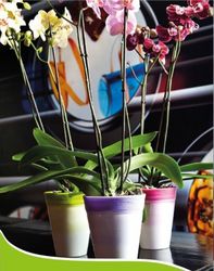 Buy FLOWER POTS IN QATAR from Hamza Maroof Trading Llc in UAE