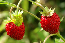 Wild strawberry from  Ras Al Khaimah, United Arab Emirates