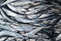 Fish Supplies, Sellers & Exporters from Aljehdamiint: Fresh Fish, Fruits, Vegitable And   Muscat, 