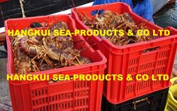 Offers and Deals in UAE For Live lobsters