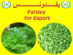 Marketplace for  dried parsley for export  UAE