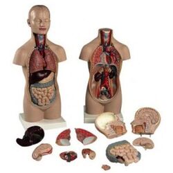 Marketplace for Anatomical model torso with head UAE