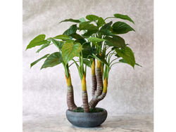 Buy ARTIFICIAL PLANT, ALOCASIA from Al Huzaifa Furnitrue in UAE