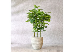 Buy PLASTC  PLANT, ARROWHEAD from Al Huzaifa Furnitrue in UAE