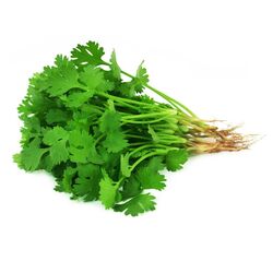 Buy CORIANDER LEAF from Fresh Fruit Mart Llc in UAE