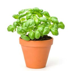 Buy FRESH LEAFY VEGETABLE SELLERS from Fresh Fruit Mart Llc in UAE