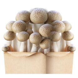 Buy MUSHROOM SUPPLIERS from Fresh Fruit Mart Llc in UAE