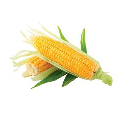 Buy SWEET CORN  from Fresh Fruit Mart Llc in UAE