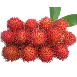 Buy FRUITS SUPPLIERS from Fresh Fruit Mart Llc in UAE