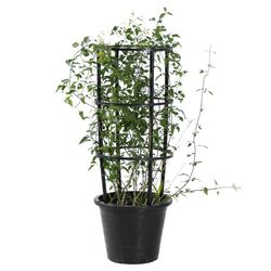 Jasminum Grandiflorum Outdoor Plant from Ace Hardware Dubai, UNITED ARAB EMIRATES