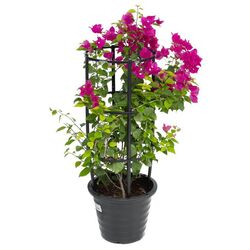 Bougainvillea Outdoor Plant  from Ace Hardware Dubai, UNITED ARAB EMIRATES