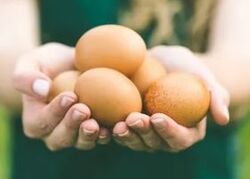 brown eggs suppliers in uae from Old Nest Farms Abu Dhabi, UNITED ARAB EMIRATES