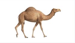 local camel 50-70 kg