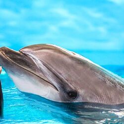 Buy DUBAI DOLPHINARIUM TOUR from Travelex Travels & Tours Llc in UAE