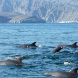 Buy OVERNIGHT STAY AT KHASAB from Travelex Travels & Tours Llc in UAE