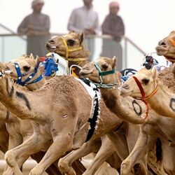 Buy CAMEL RACING DUBAI from Travelex Travels & Tours Llc in UAE