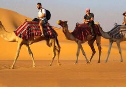 Dubai Camel Riding T ...