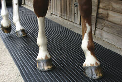 Horse mat from Z&s Carpets Dubai, UNITED ARAB EMIRATES