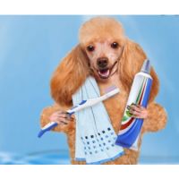 Buy DOG TEETH BRUSHING from Pet Sky in UAE