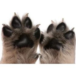 Buy DOG TRIMMING PAWS from Pet Sky in UAE