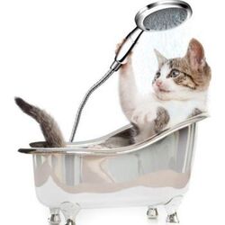 Buy CAT MEDICATED SHOWER from Pet Sky in UAE