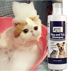 Buy CAT FLEA & TICK BATH from Pet Sky in UAE