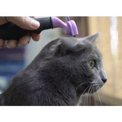 Buy CAT DE SHEDDING from Pet Sky in UAE