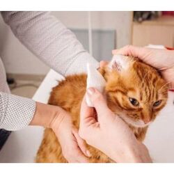 Buy CAT EAR CLEANING from Pet Sky in UAE