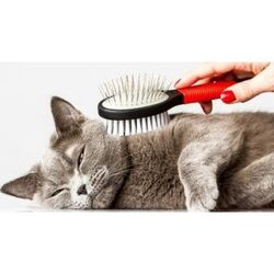 Marketplace for Cat grooming services UAE