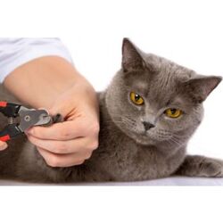 Buy CAT NAIL TRIMMING from Pet Sky in UAE