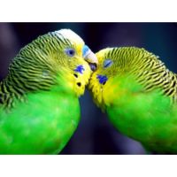 Buy BIRD GROOMING SERVICES from Pet Sky in UAE