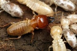 Termite Control Abu  ... from Evershine Cleaning Service Abu Dhabi, UNITED ARAB EMIRATES