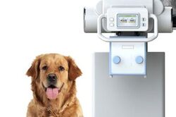 VETERINARY MEDICAL SUPPLIERS from Paramount Medical Equipment Trading Llc  Ajman, UNITED ARAB EMIRATES