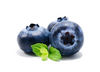 blueberry suppliers