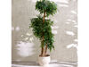 Artificial plant, Ficus