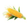 Sweet corn 