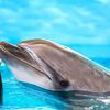 Dubai Dolphinarium TOUR