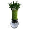 Lucky Bamboo Hydroponic PLant