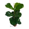 Fiddle Leaf Fig Plant 