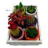 Cactus Plant SET